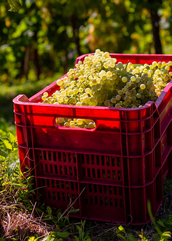 Vendemmia della varietà Glera per produrre il Prosecco Superiore di Mongarda