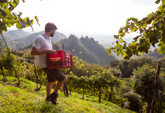 Vendemmia nelle colline storiche del Prosecco superiore, territorio Patrimonio Unesco.