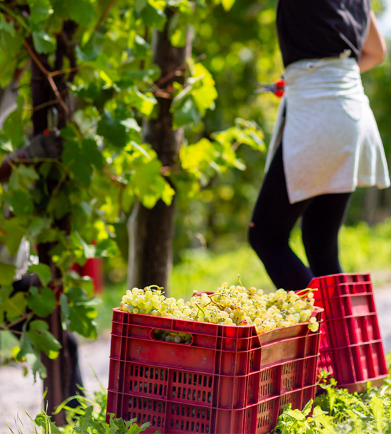 Vendemmia nel territorio del Valdobbiadene Prosecco Superiore DOCG