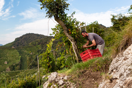 Vendemmia nelle colline del prosecco, patrimonio Unesco