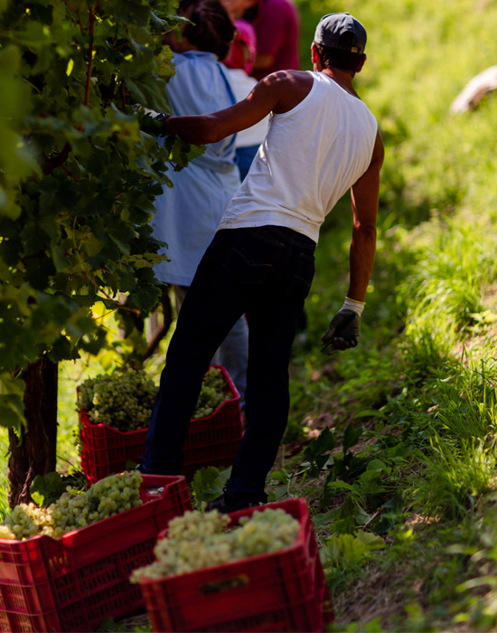 Vendemmia nel territorio del Valdobbiadene Prosecco Superiore DOGC