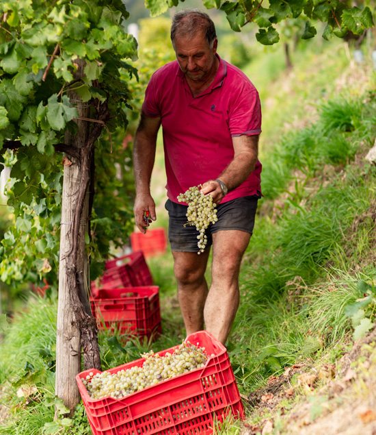 Vendemmia del Prosecco Superiore Mongarda nel territorio del patrimonio Unesco